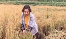 大叔黄琴最新爆料,大叔黄琴最新爆料，带你走进娱乐圈不为人知的真相